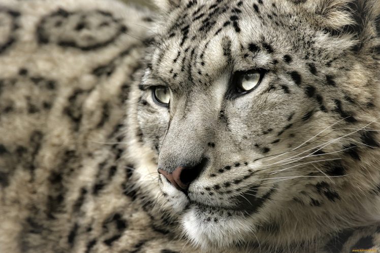 leopard, Snow leopards HD Wallpaper Desktop Background