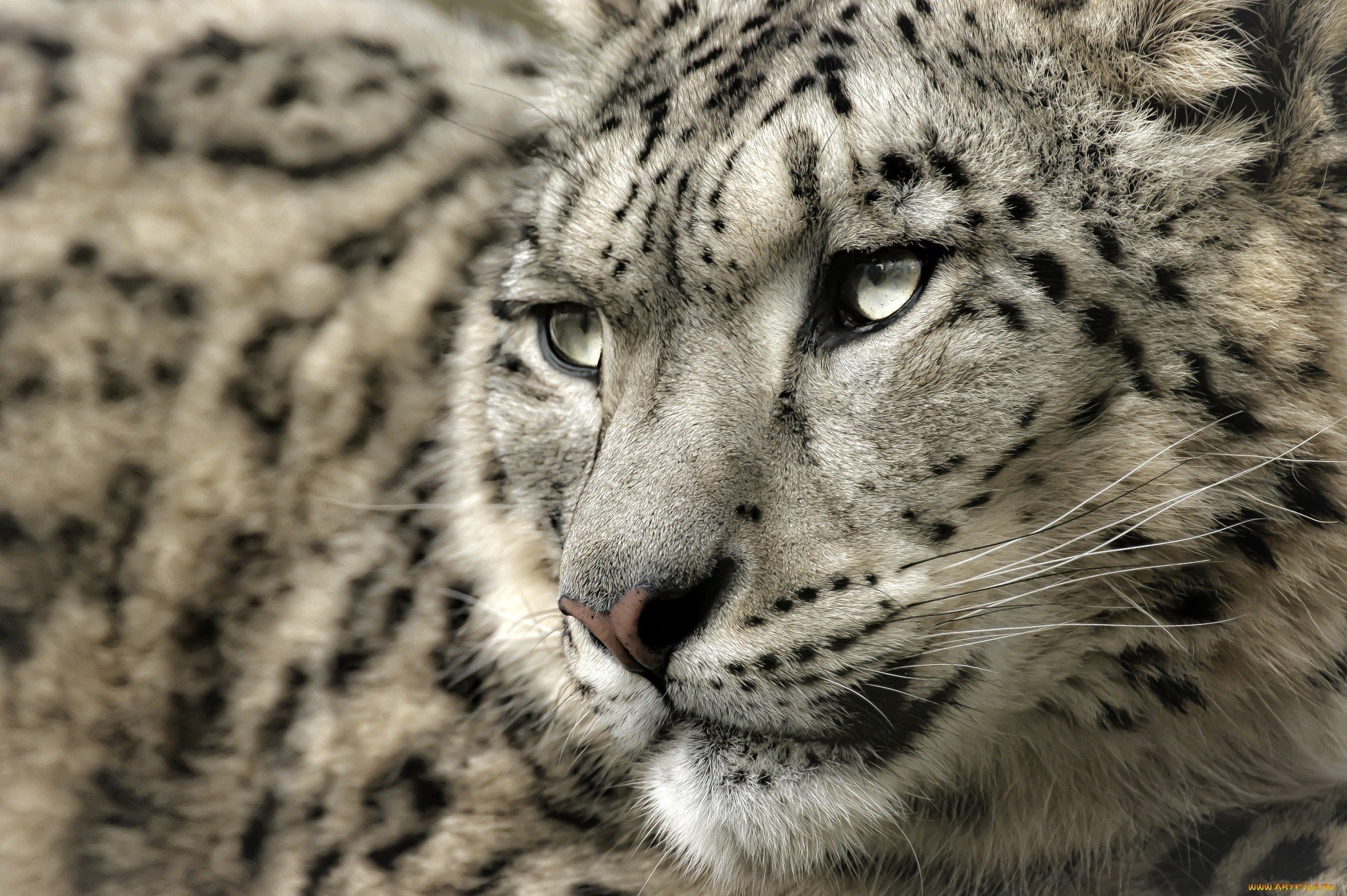 leopard, Snow leopards Wallpaper