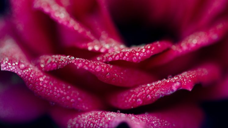 rose, Water drops HD Wallpaper Desktop Background