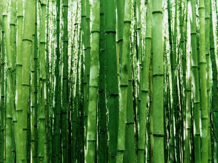 bamboo HD Wallpaper Desktop Background