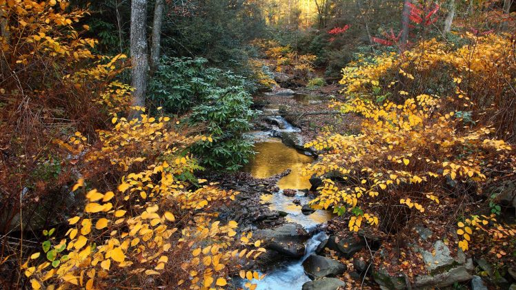 water, Trees HD Wallpaper Desktop Background