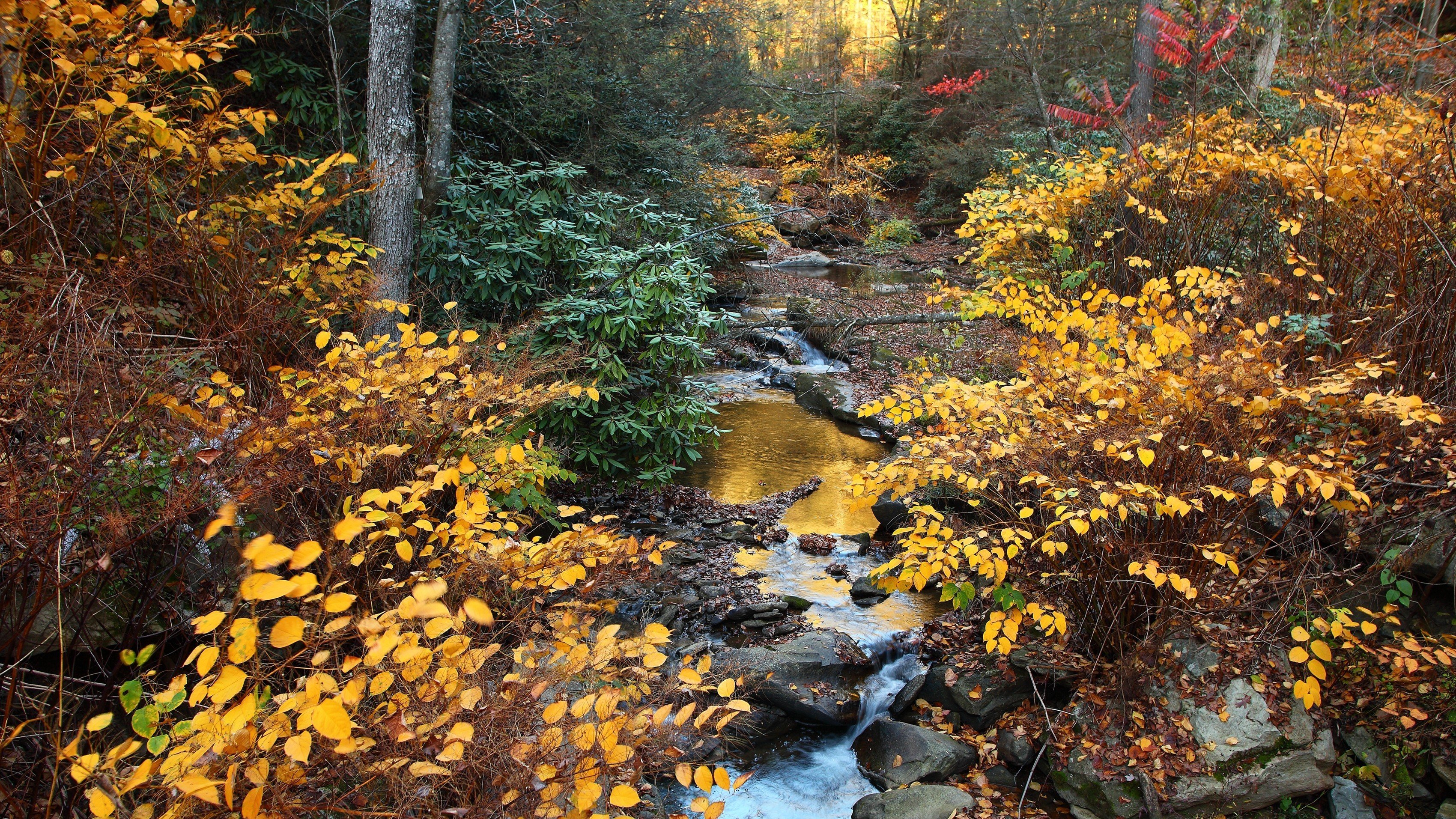 water, Trees Wallpaper