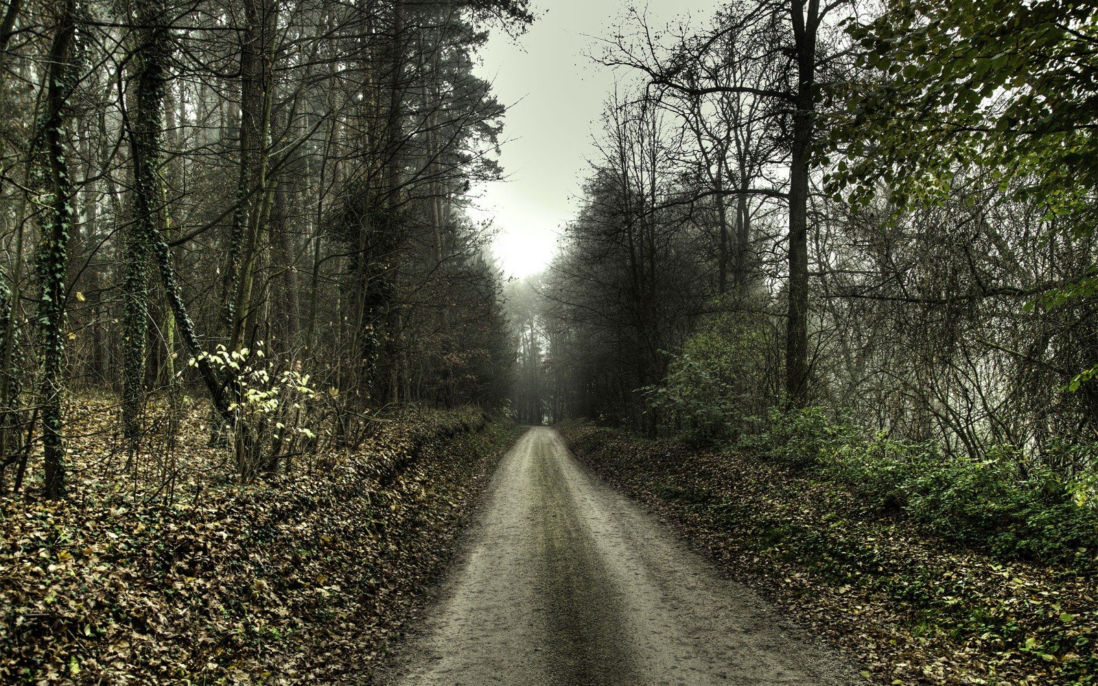 trees, Road Wallpaper