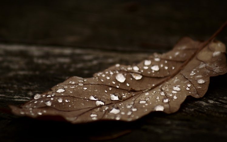 leaves, Water drops HD Wallpaper Desktop Background