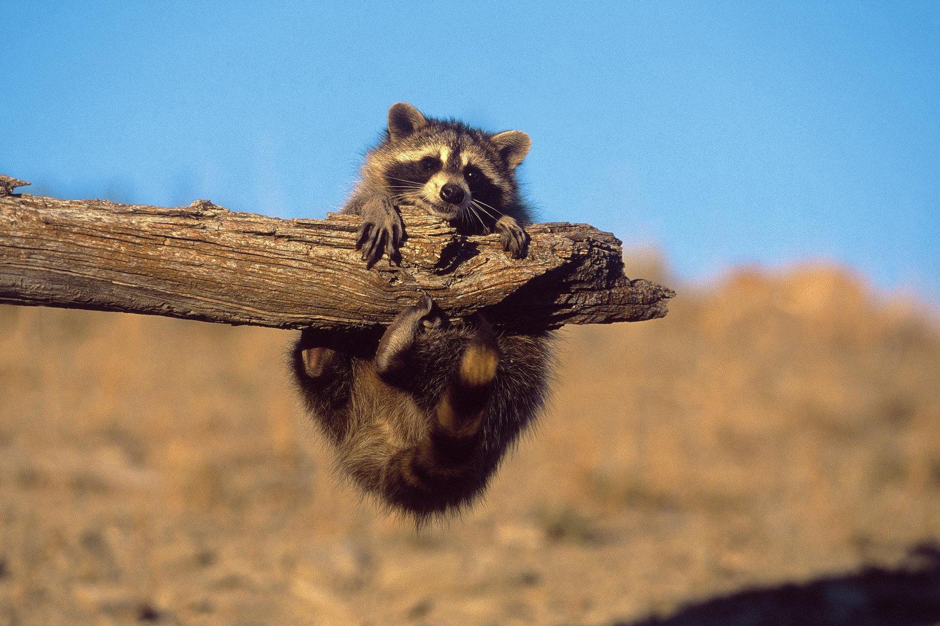 raccoons Wallpaper