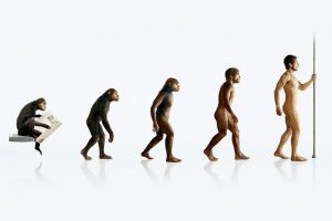 humor, Evolution