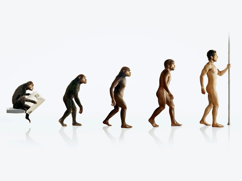 humor, Evolution Wallpaper