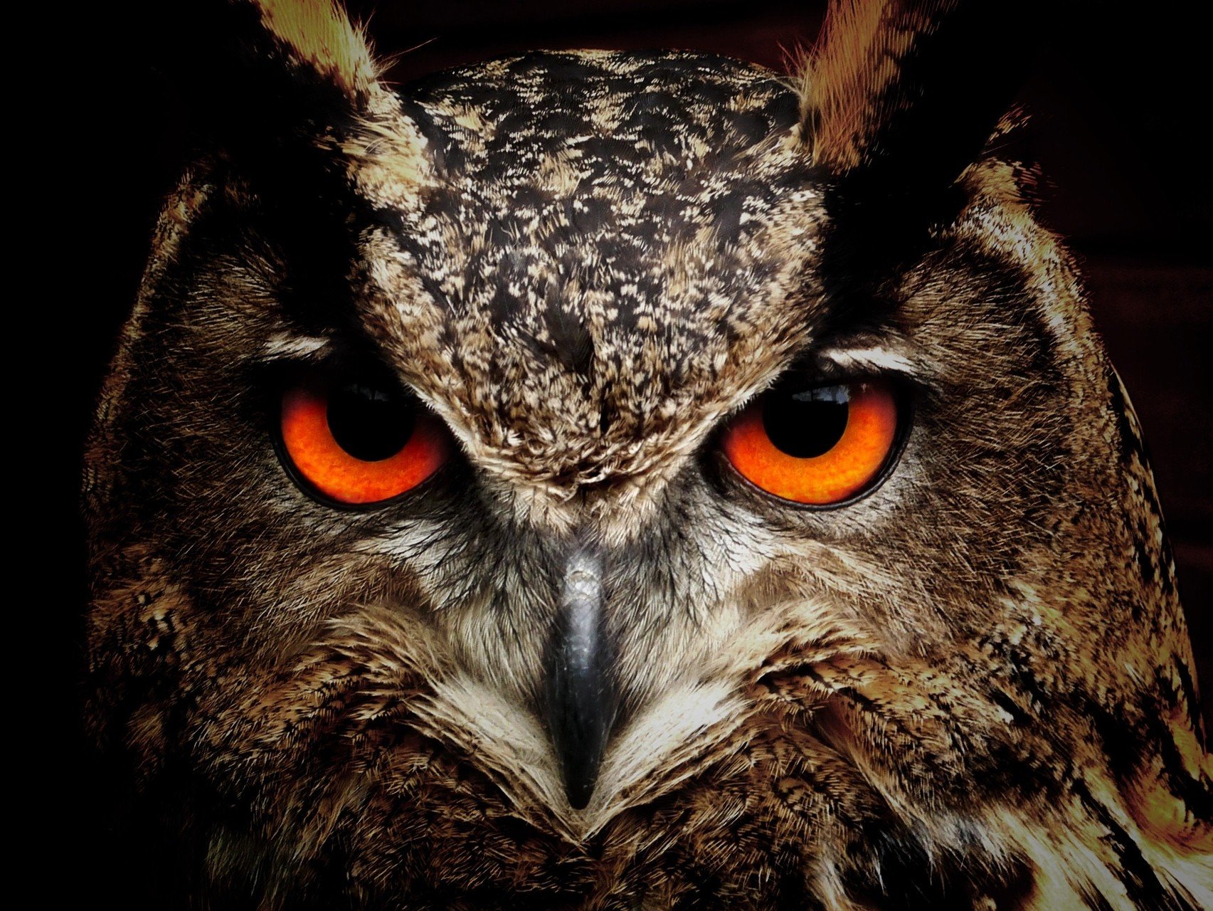 owl Wallpaper