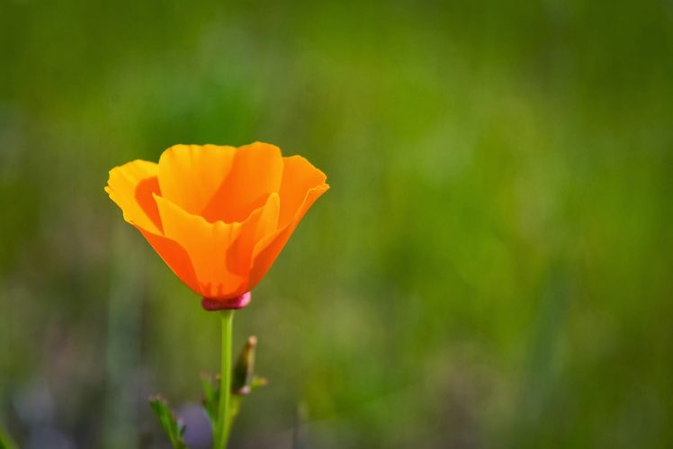 Chrome Cast HD Wallpaper Desktop Background