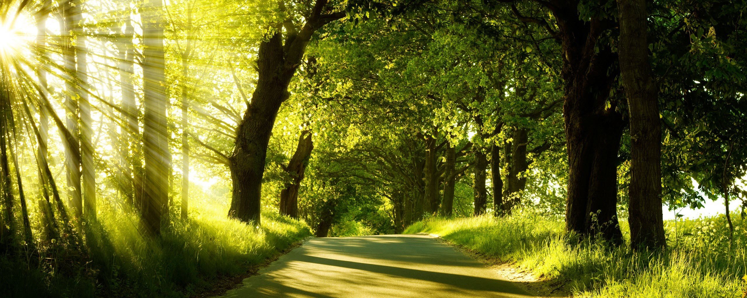 road, Trees, Panoramas Wallpaper
