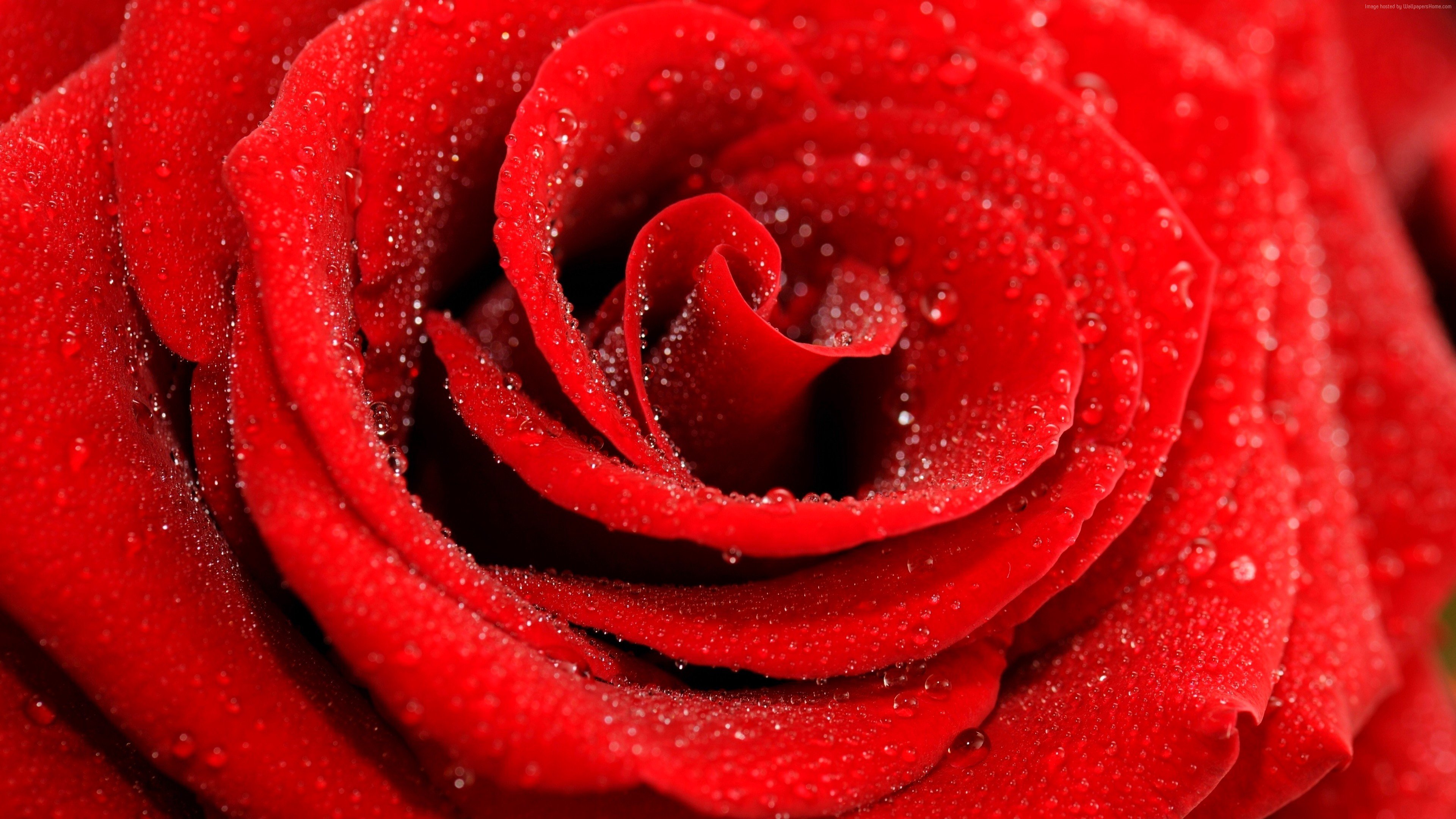 photography, Rose, Water drops Wallpaper