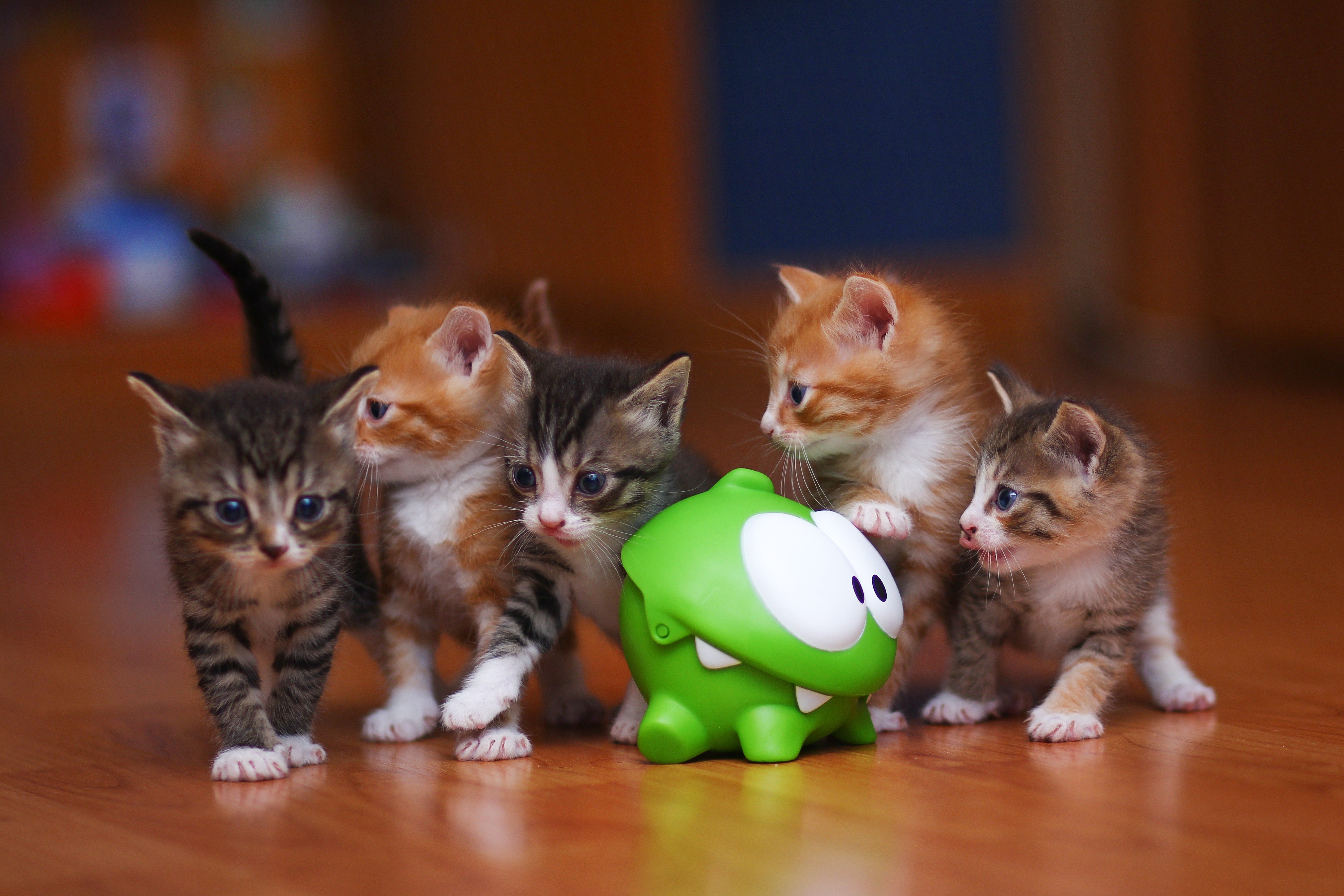 photography, Om nom, Omnom, Kittens Wallpaper