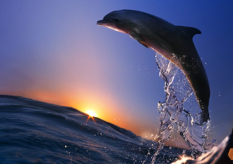dolphin Wallpapers HD / Desktop and Mobile Backgrounds