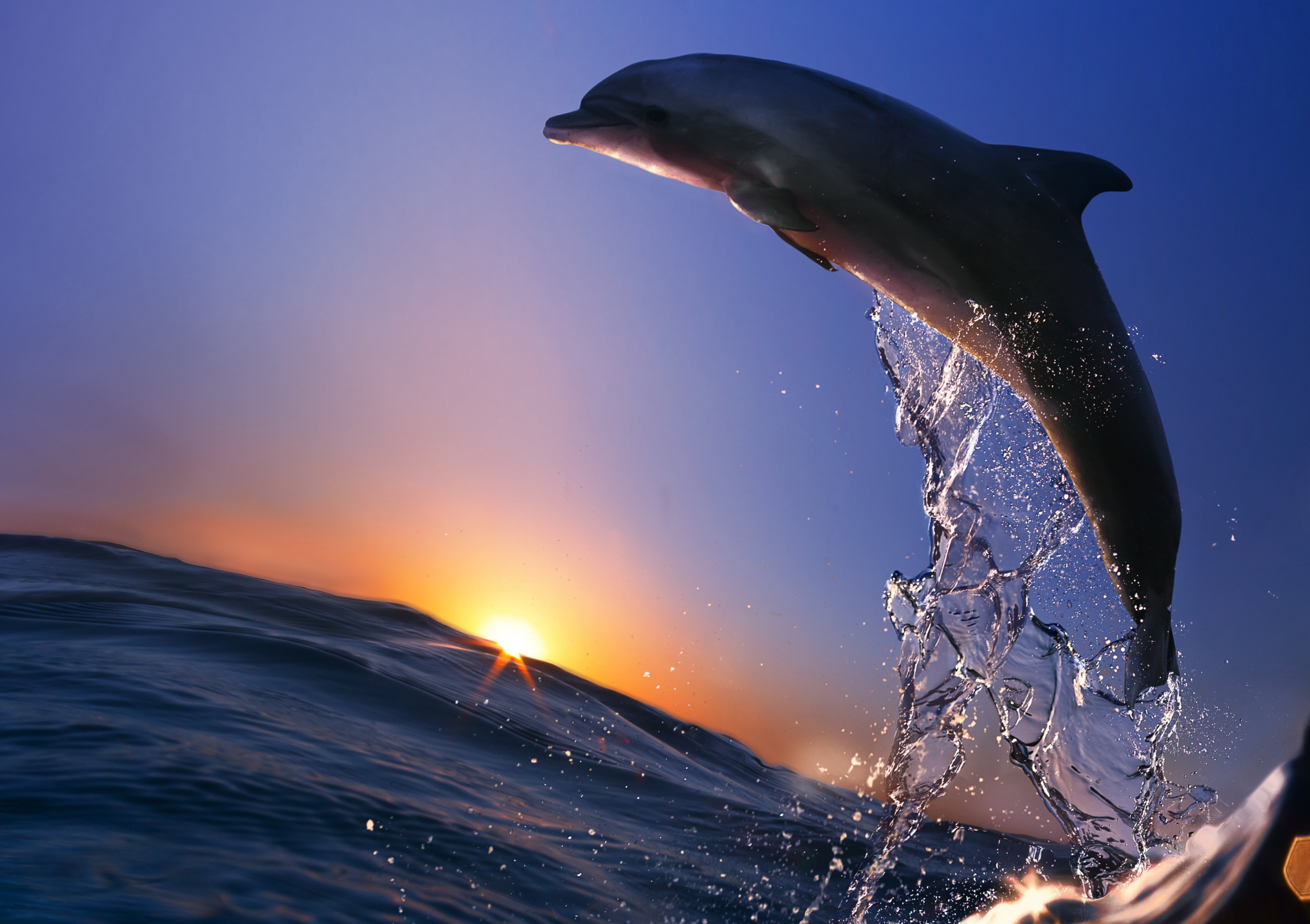 dolphin Wallpaper