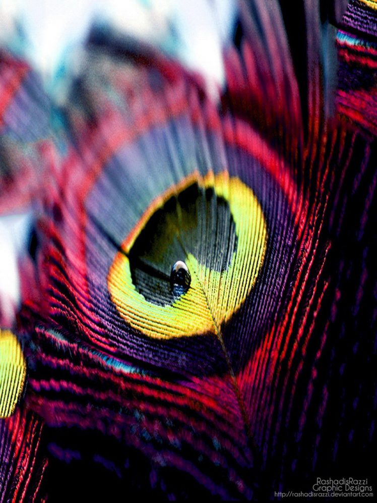feathers HD Wallpaper Desktop Background