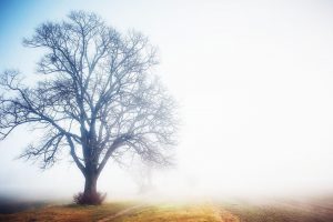 trees, Mist