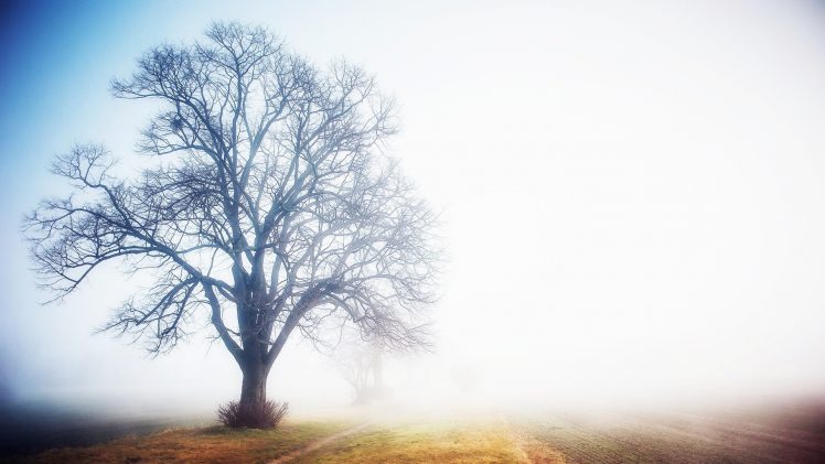 trees, Mist HD Wallpaper Desktop Background