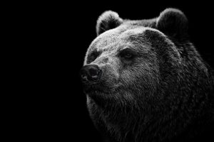 bears, Grizzly bear