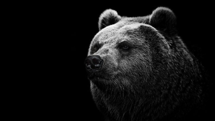 bears, Grizzly bear HD Wallpaper Desktop Background