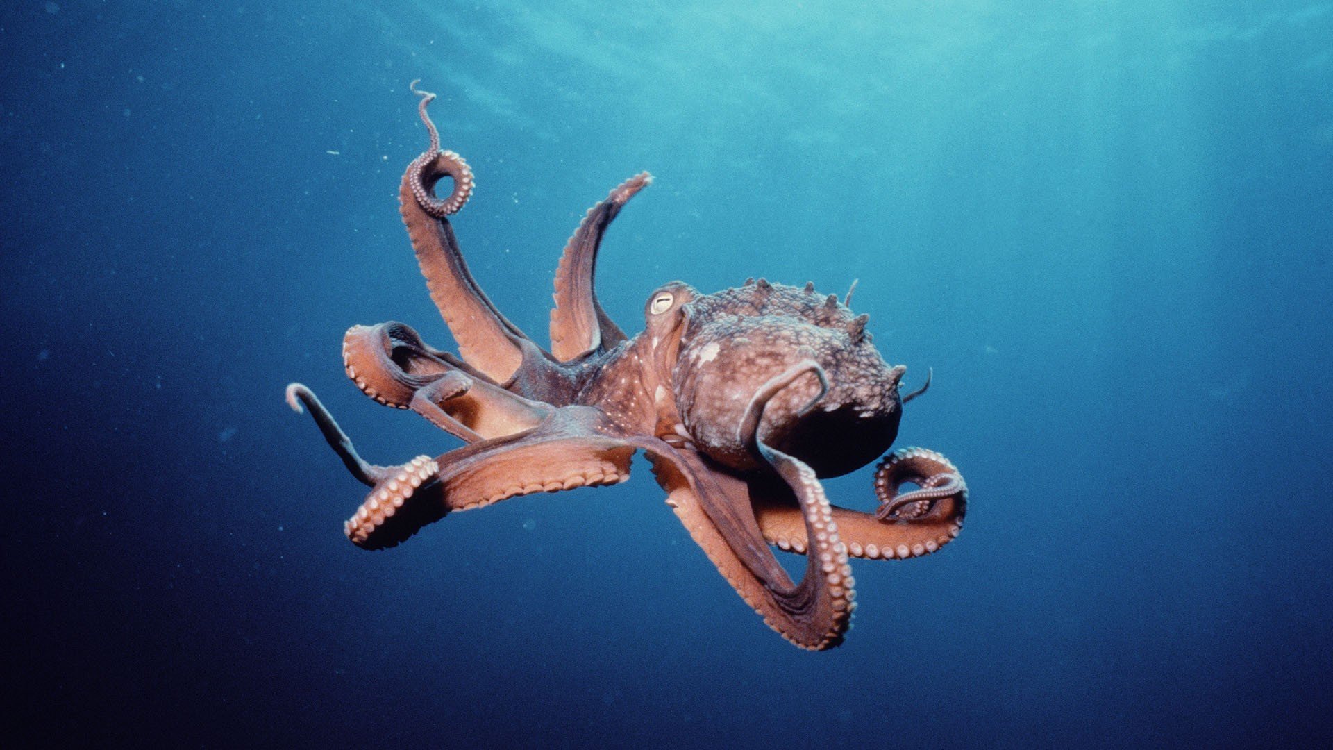 octopus Wallpaper