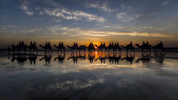 camels HD Wallpaper Desktop Background