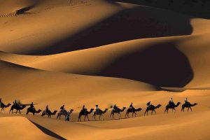 camels, Desert