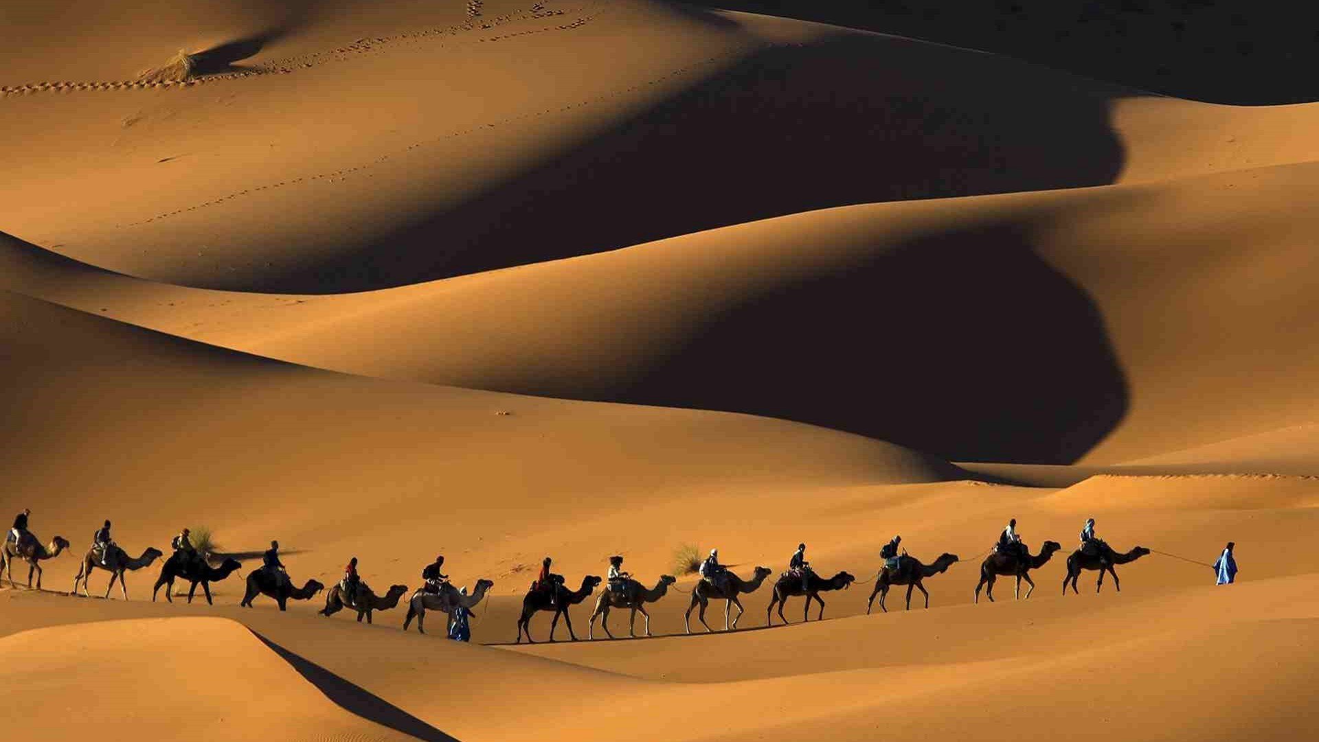 camels, Desert Wallpaper