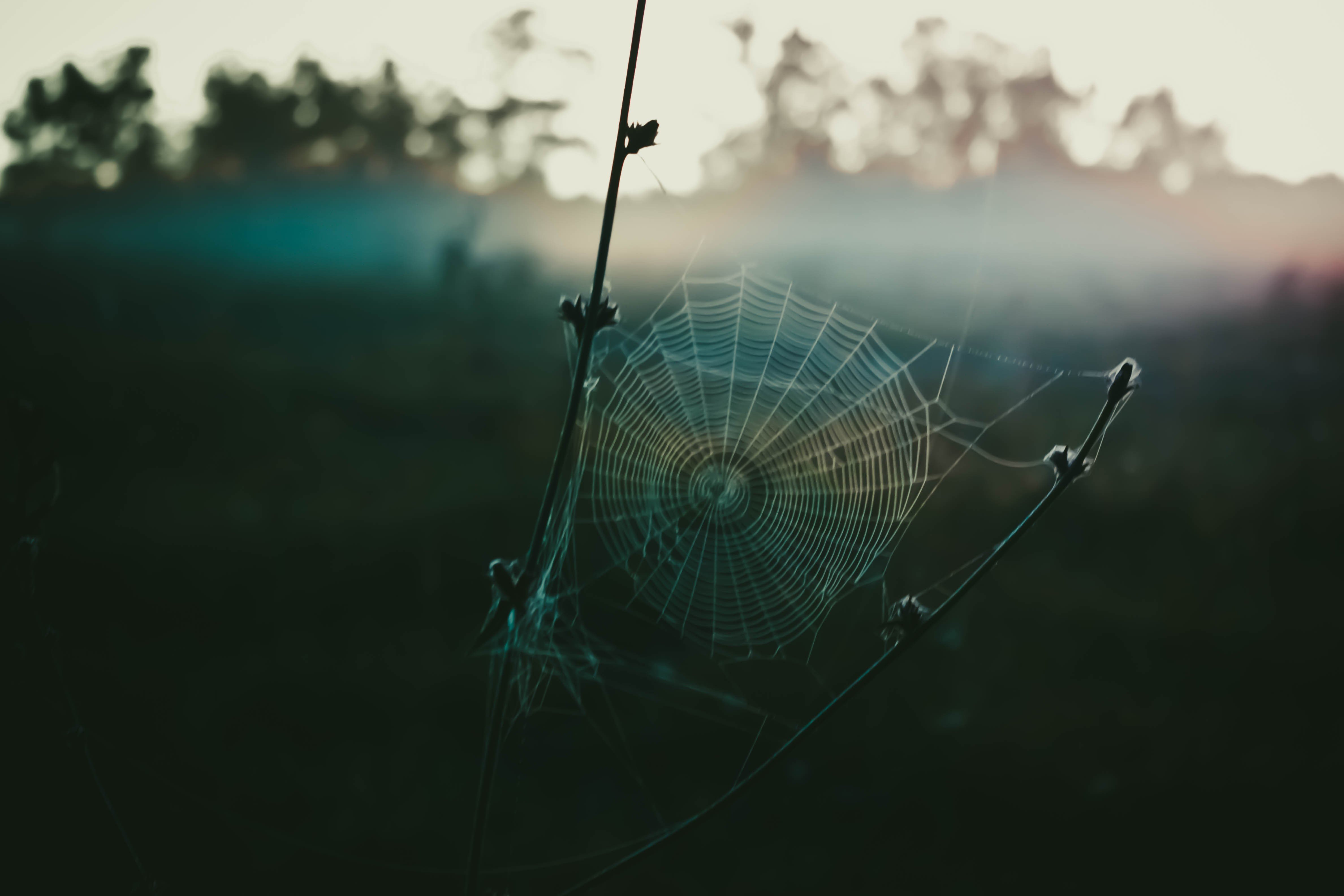 spiderwebs Wallpaper