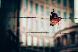 macro, Leaves, Fence, Barbed wire, Depth of field