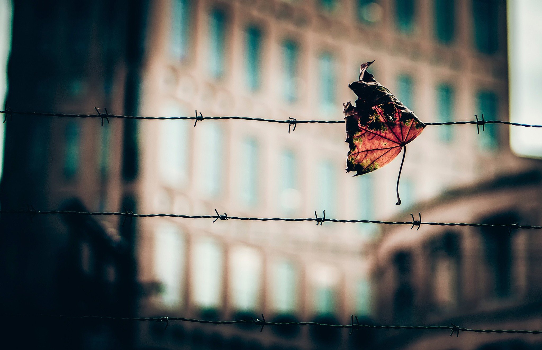 macro, Leaves, Fence, Barbed wire, Depth of field Wallpaper