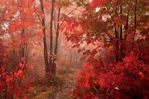 park, Trees, Maple leaves