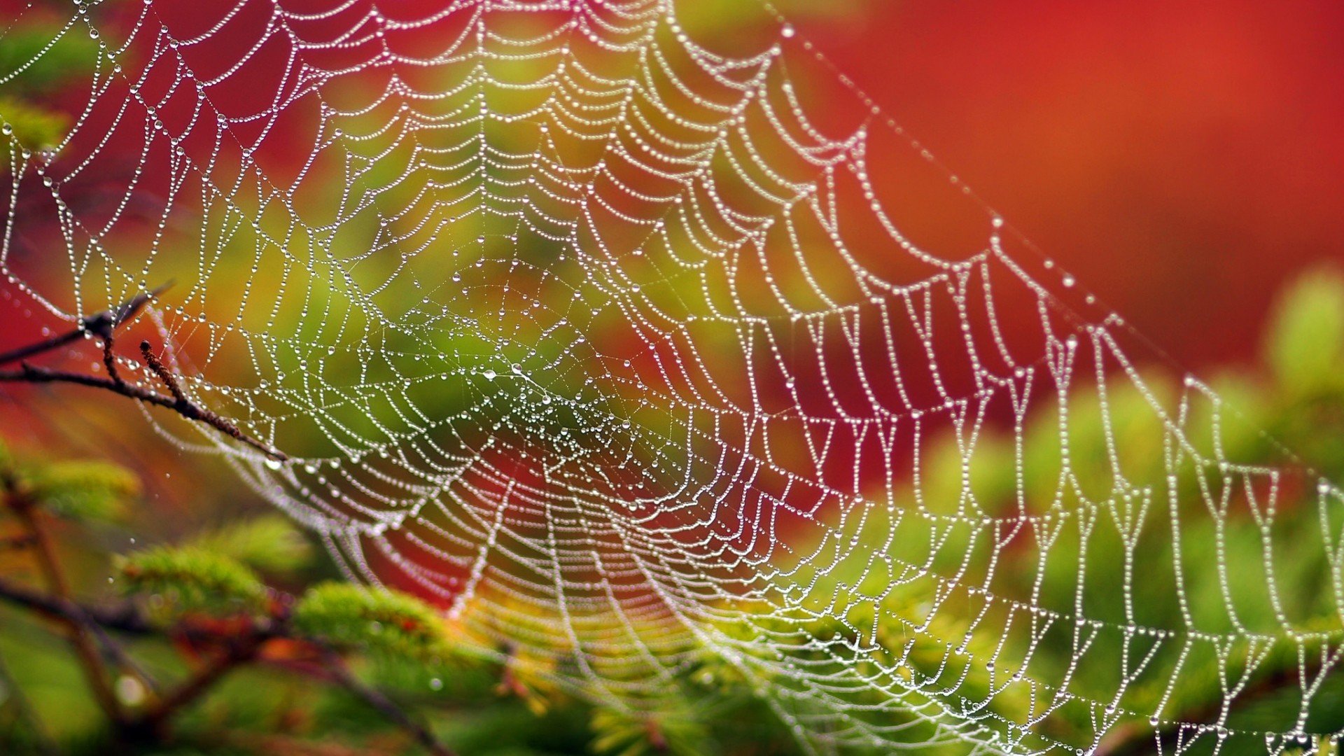 spiderwebs, Water drops, Closeup, Detailed, Branch, Leaves, Depth of field, Colorful, Macro Wallpaper