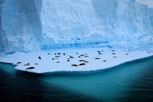 ice, Seals