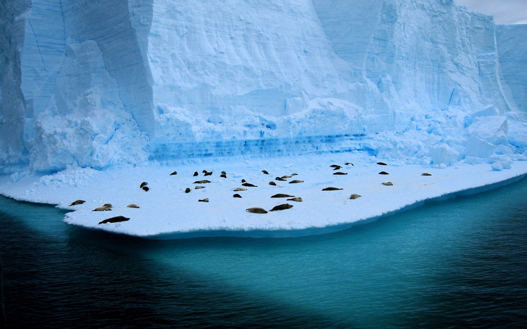 ice, Seals Wallpaper