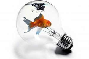 goldfish, Light bulb