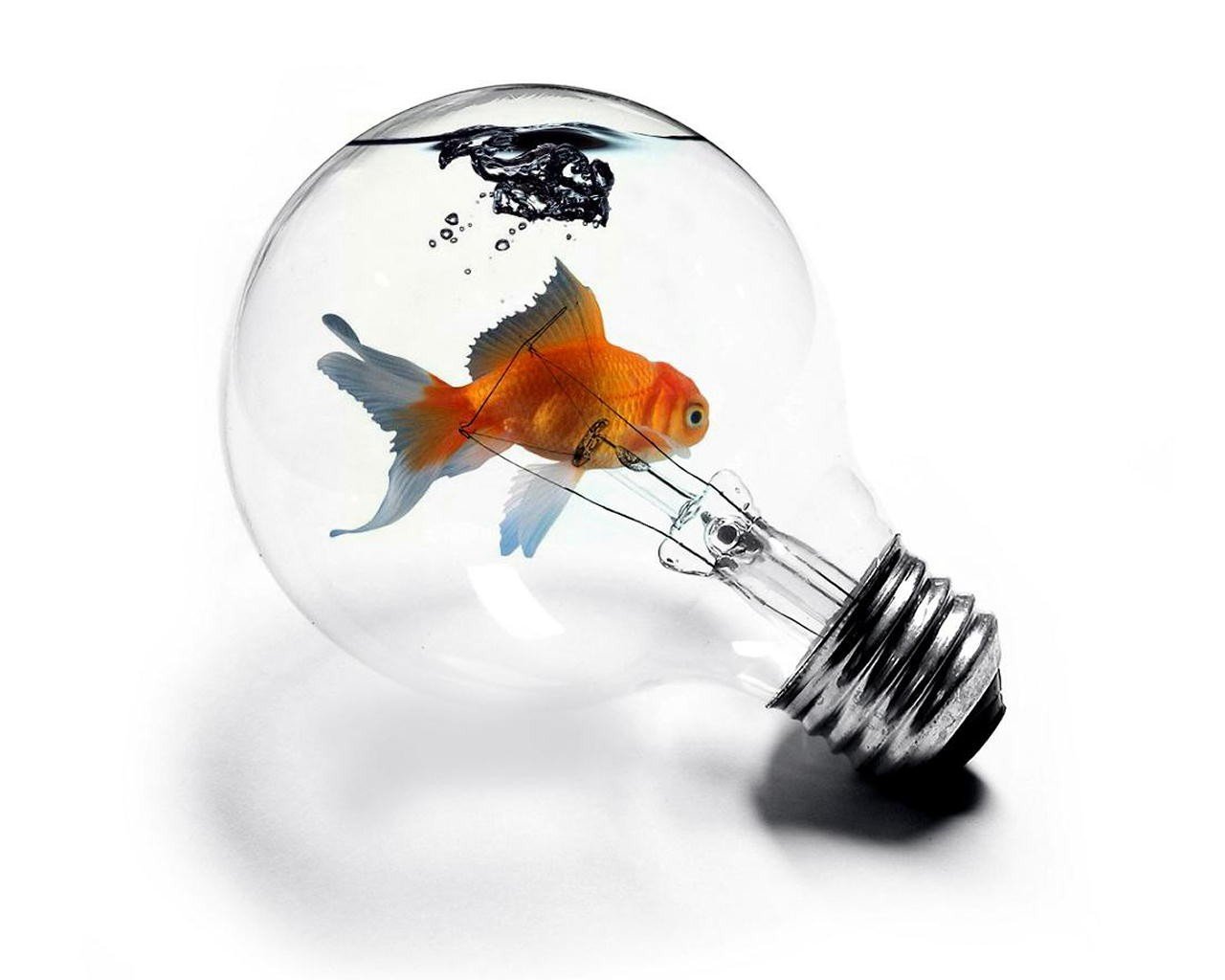 goldfish, Light bulb Wallpaper