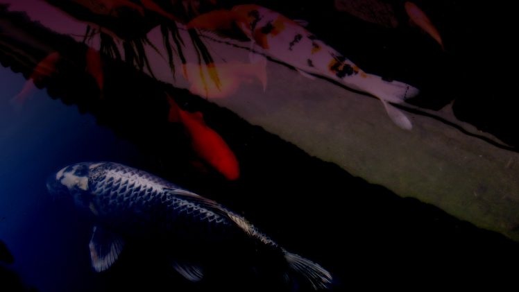 fish, Koi HD Wallpaper Desktop Background