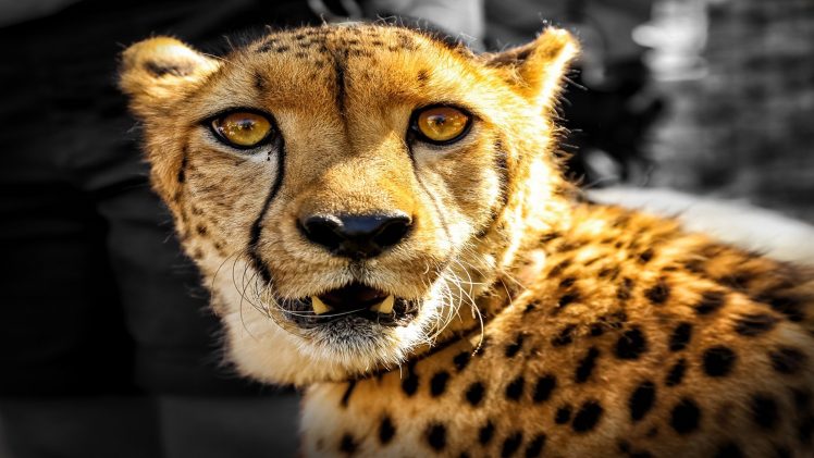 cheetahs HD Wallpaper Desktop Background
