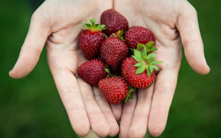 hand, Strawberries, Fruit HD Wallpaper Desktop Background