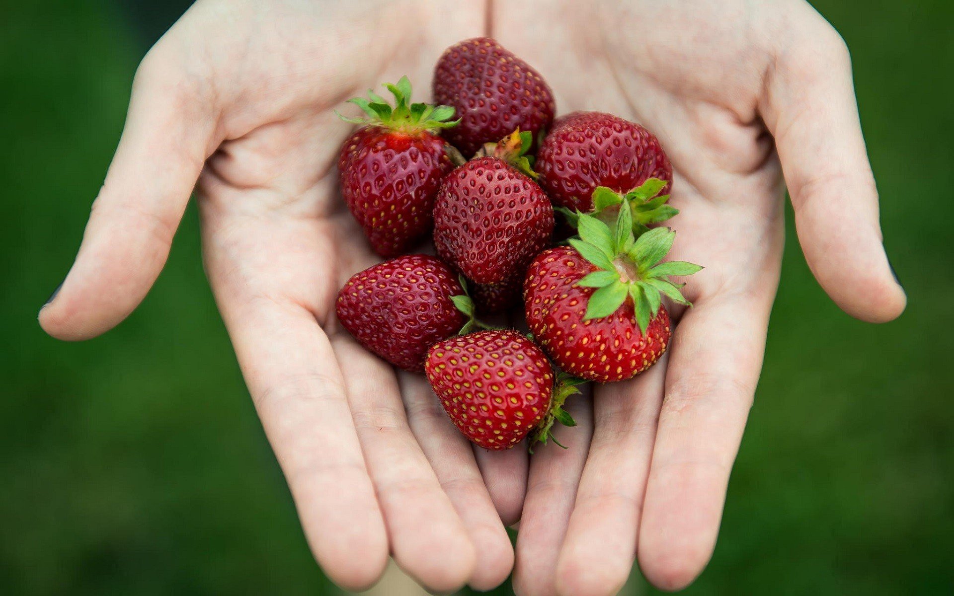 hand, Strawberries, Fruit Wallpaper