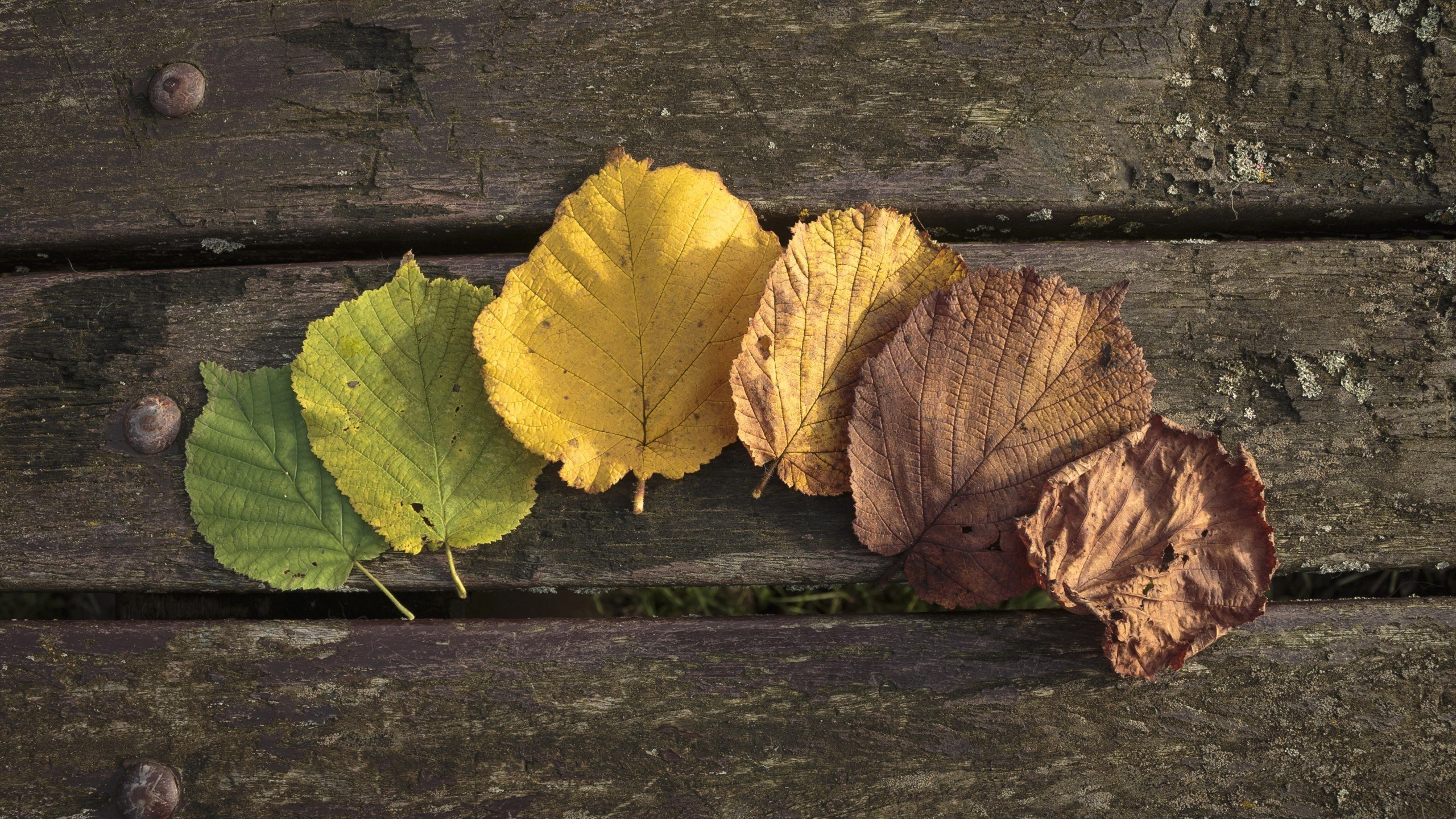 leaves, Wood, Wooden surface Wallpaper