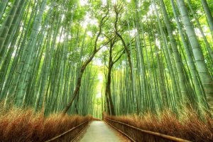 bamboo, Path, Japan, Kyoto, Trees