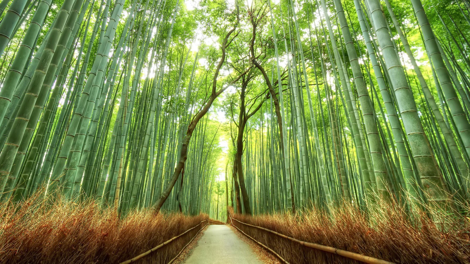 bamboo, Path, Japan, Kyoto, Trees Wallpaper