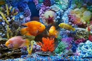 fish, Aquarium