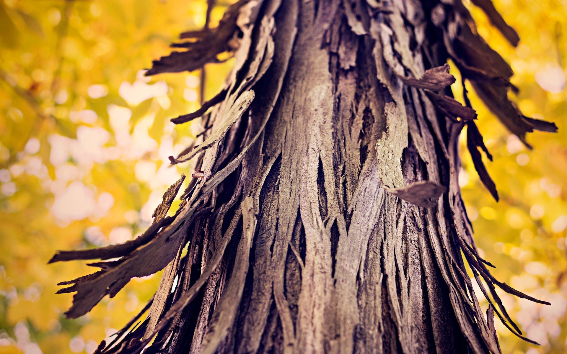 wood, Trees, Closed Wallpaper