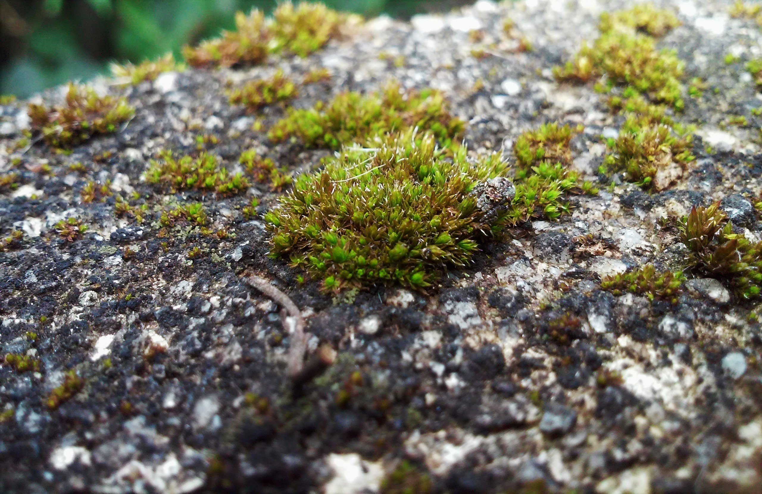 rock, Stone, Moss Wallpaper