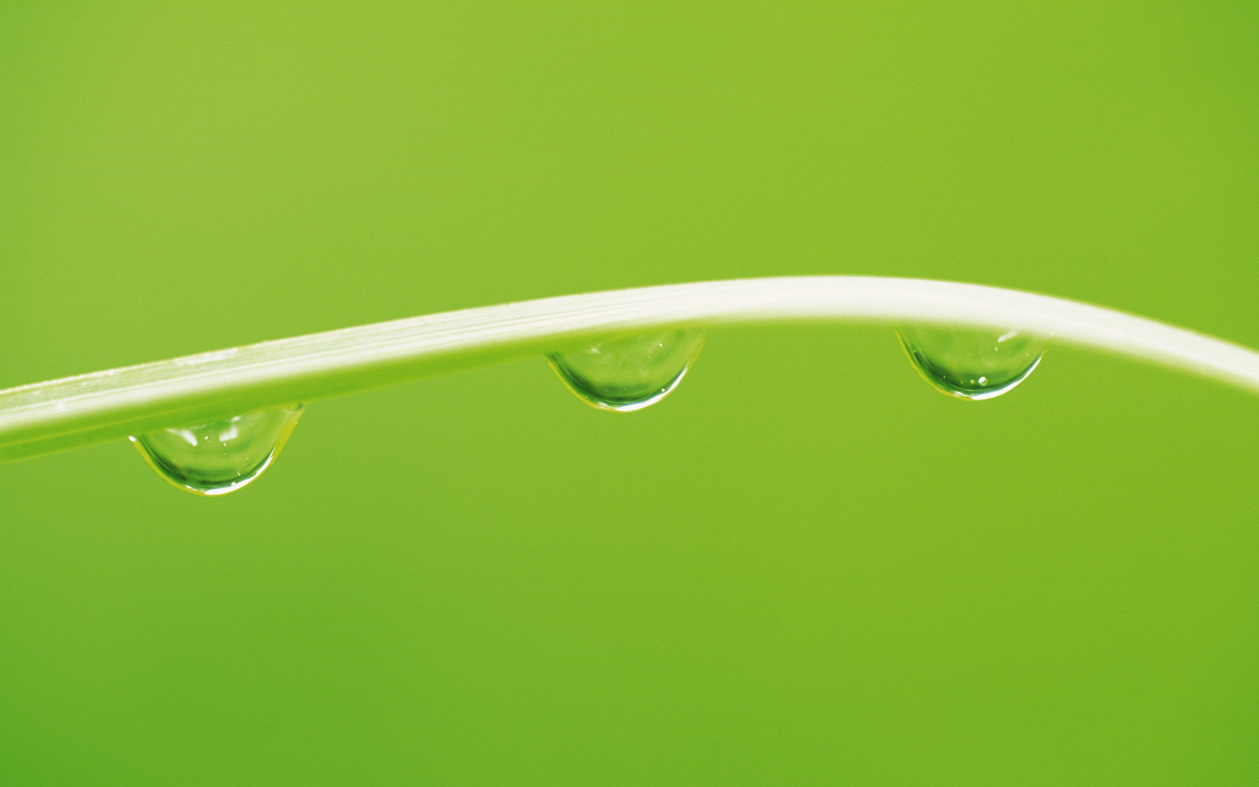 leaves, Water drops Wallpaper