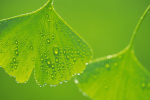 leaves, Water drops