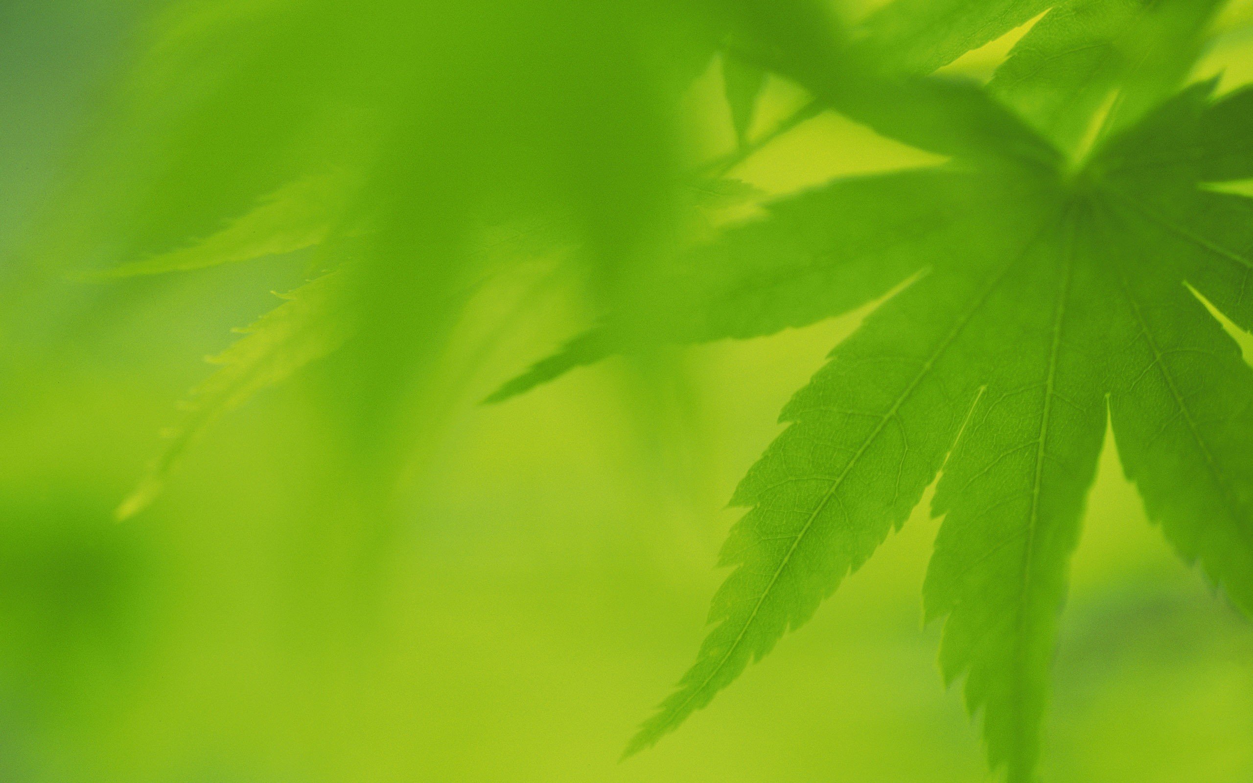 leaves Wallpaper