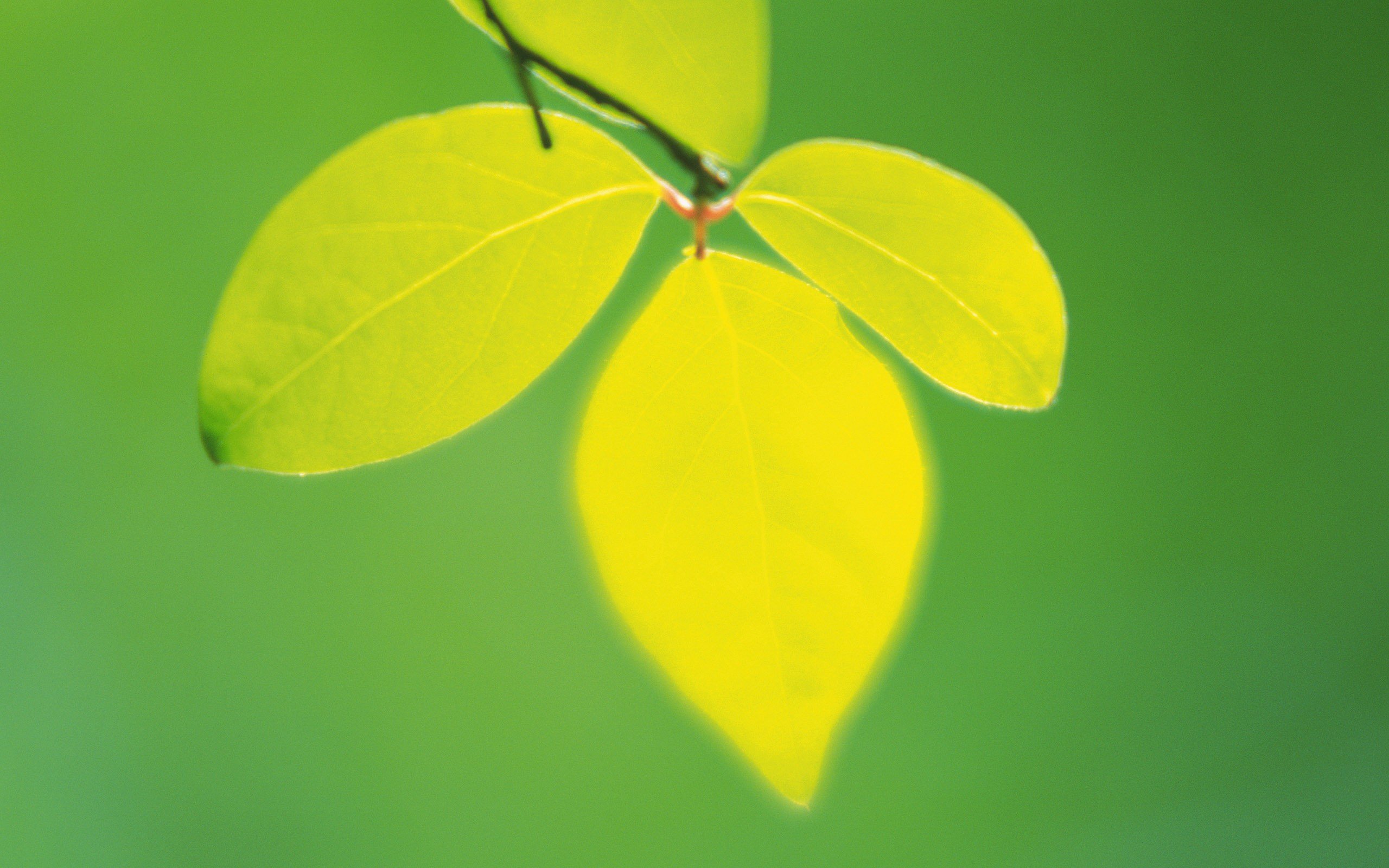 leaves Wallpaper
